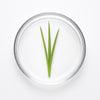 Lemon Grass Essential Oil