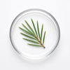 Scotch Pine Essential Oil