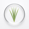 Citronella Essential Oil
