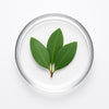 Eucalyptus Oil