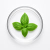 Sweet Basil Oil